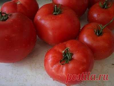 Помидоры "санька": скороспелые томаты с отменным вкусом :: SYL.ru