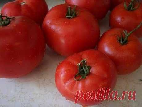 Помидоры &quot;санька&quot;: скороспелые томаты с отменным вкусом :: SYL.ru