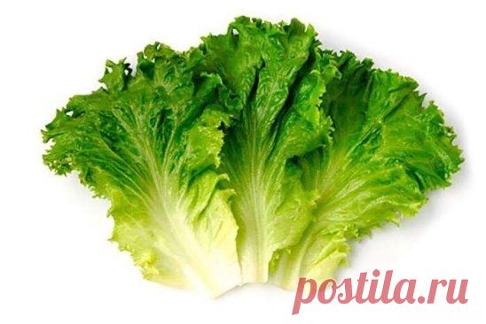 Салат. 
 
Содержит витамины А, B1, B2, B3, B4, B5, B6, B9, C, E, K, железо, марганец, медь, цинк, селен, калий, кальций, магний, натрий, фосфор, йод. Обладает отхаркивающим, мочегонным и седативным свойствами. Улучшает аппетит, пищеварение, состояние кожи и сухожилий. 
 
Вымойте листья салата, обсушите кухонным полотенцем, положите в миску. Добавьте помидорчики черри, сыр Фета, кружочки сваренных вкрутую яиц. Посыпьте сыром пармезан, приправьте черным перцем и сбрызните оливковым маслом.