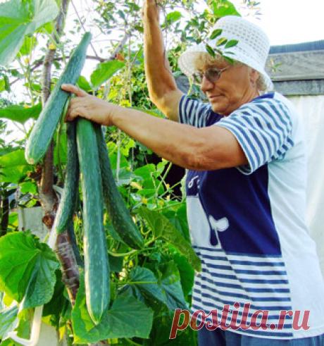 Огурец Китайский, хлебная подкормка для огурцов