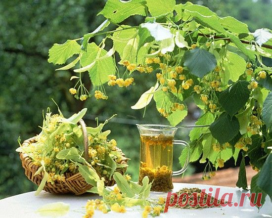 Липа. Полезные (целебные) свойства липы. Лечение липой..