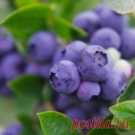 Черника. Полезные свойства и оригинальные рецепты