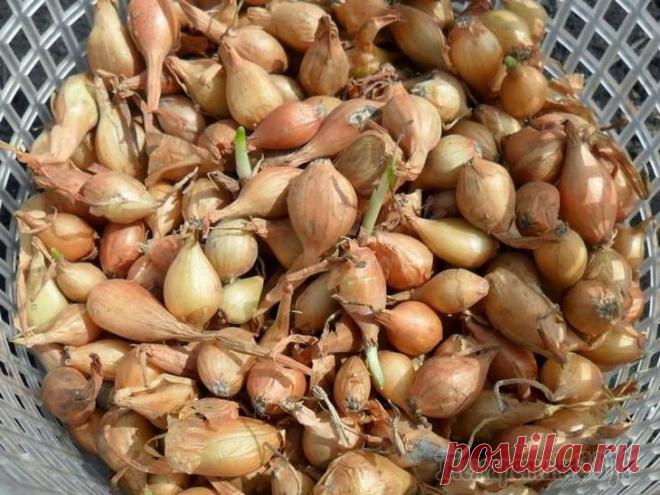 Почему лук уходит в стрелку, и как с этим бороться У многих дачников наверняка возникали проблемы с хранением лука-севка – мелких луковичек, которые очень остро реагируют на малейшие изменения погоды, условия содержания и быстро пускают стрелки. Приоб...