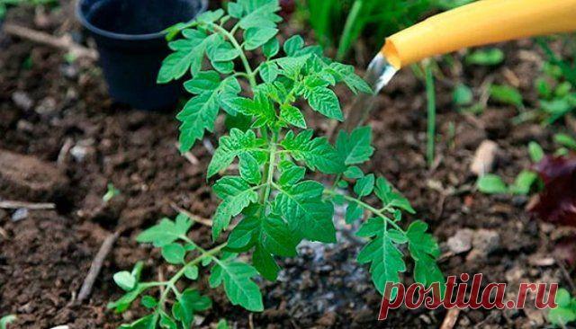 Применение йода для подкормки и защиты растений – лучшие народные рецепты | Удобрения и стимуляторы (Огород.ru)