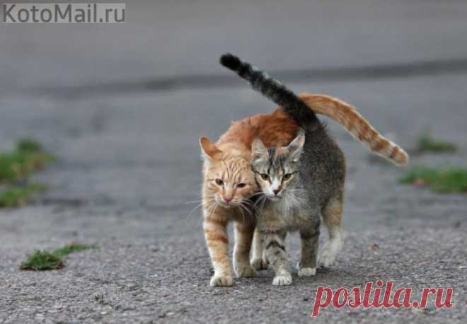 Попутчики