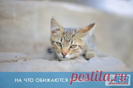 На что обижаются кошки | Все о наших питомцах