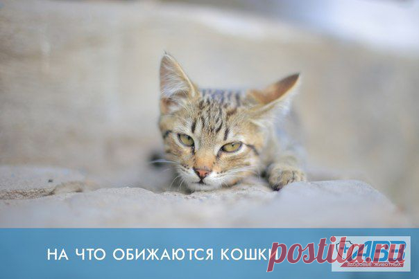 На что обижаются кошки | Все о наших питомцах