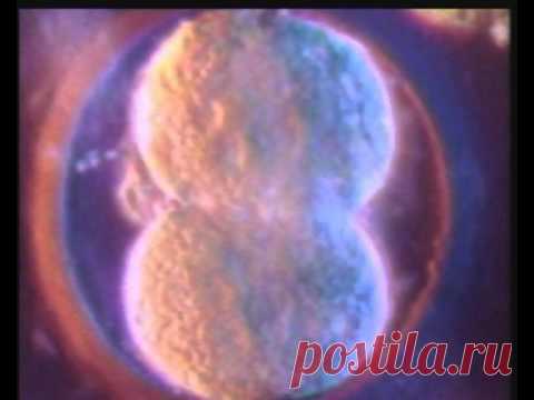 1   Чудо жизни - YouTube