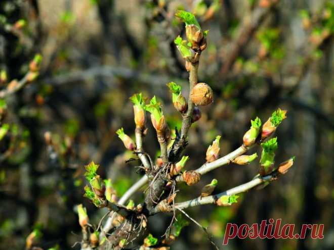 Что обязательно нужно успеть сделать с Черной смородиной до набухания Почек, чтобы собрать качественный урожай ягод | Моя успешная дача | Яндекс Дзен