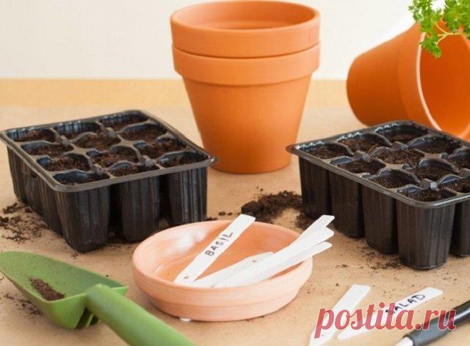 Выращиваем рассаду: советы опытного огородника. Часть 2 | Личный опыт (Огород.ru)