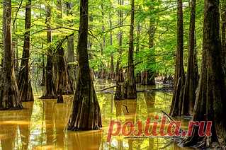 South Arkansas Swamp Tour | You could film swamp people here… | Flickr
