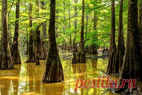 South Arkansas Swamp Tour | You could film swamp people here… | Flickr