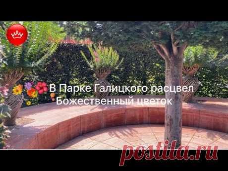 🌺🌺🌺В Парке Галицкого расцвел Божественный цветок.