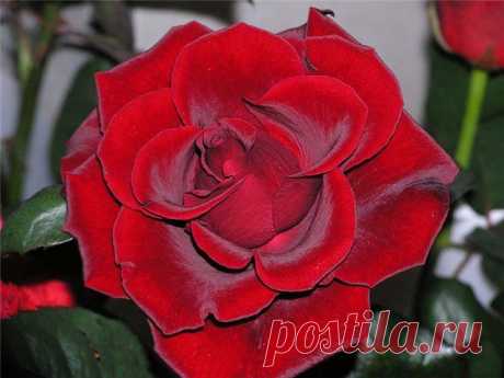 Плейкаст «Королева цветов»