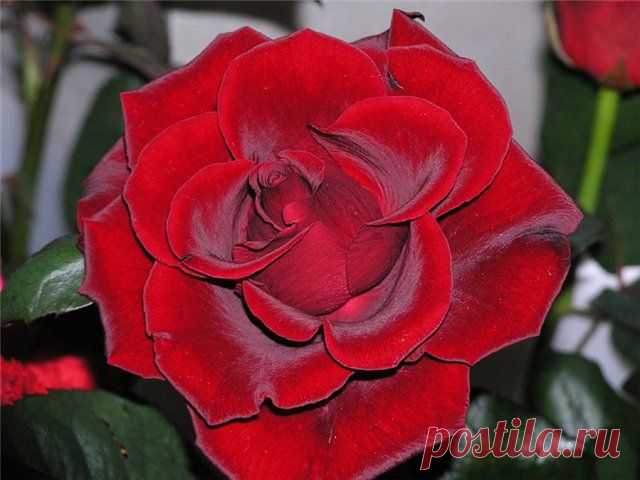 Плейкаст «Королева цветов»