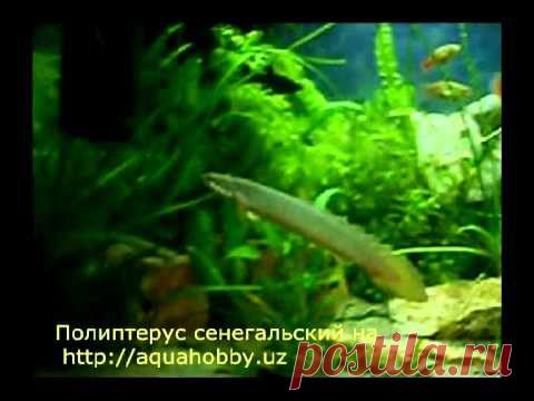 Полиптерус сенегальский - Polypterus senegalus (семейство Многопёровые) - Продолжительность жизни в аквариуме более 8 лет. Оптимальная температура содержания 22-28°C, pH = 6,5-7,5. Обязательная фильтрация, аэрация, подмена воды делается раз в неделю (1/3 часть объема) , желательно наличие живых растений.
 
Поведение Полиптеруса в аквариумных условиях