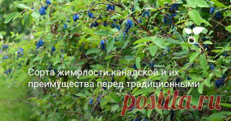Сорта жимолости канадской и их преимущества перед традиционными