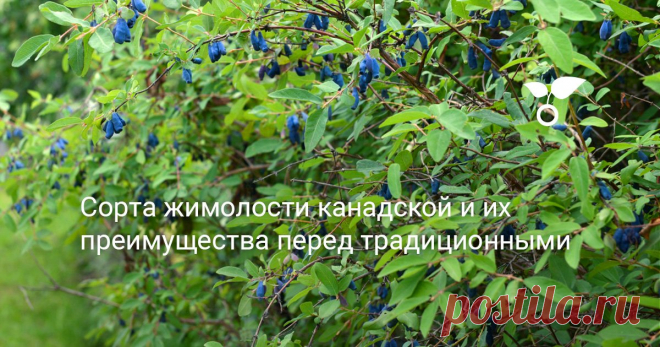 Сорта жимолости канадской и их преимущества перед традиционными