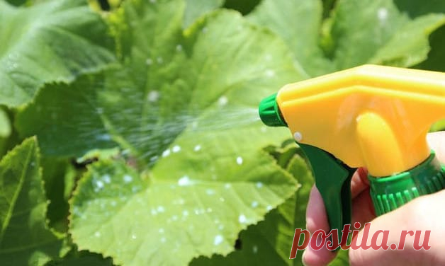 «Отворотное зелье» или 4 способа избавится от тли, не прибегая к покупке химических препаратов Как без химии избавится от тли? Этим вопросом задаются многие дачники. Сегодня я вам расскажу о способах, как избавится от этого надоедливого вредителя. Как всегда предлагаю вам вооружиться блокнотом и ручкой и записывать понравившиеся рекомендации