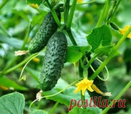 Растворы для хорошего урожая огурчиков🍃
✔ ПОЛЕЗНЫЕ СОВЕТЫ : 
✪ Сохраните чтобы не потерять.
Чтобы получить богатый урожай огурчиков, нужно их регулярно подкармливать! Для этого отлично подойдет хлебная закваска. Приготовить ее просто! Наполните ведро на 2/3 нарезанными корочками черного хлеба, залейте водой и придавите чем-нибудь тяжелым. Иначе корки будут всплывать, когда хлеб начнет закисать.