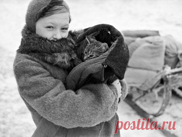 Неоценимый вклад кошек в спасение блокадного Ленинграда. И с Днём Великой Победы ,друзья!)