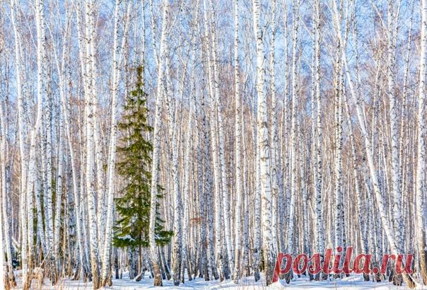 «Чужой среди своих» Фото прислала Елена Мацына.