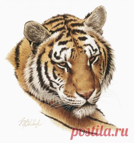 Кошачьи портреты Гая Коэлича - Искусство животных Гая Коэлича