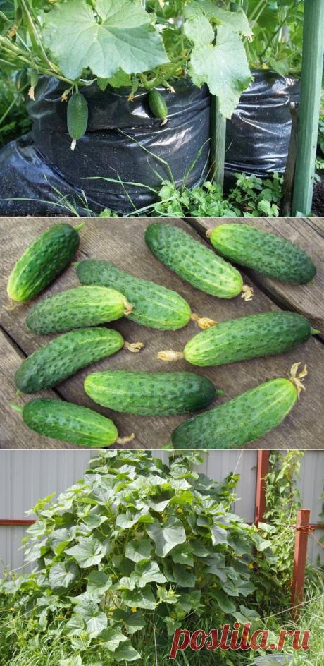Огурцы из мешка - 1000 огурцов на одном квадратном метре