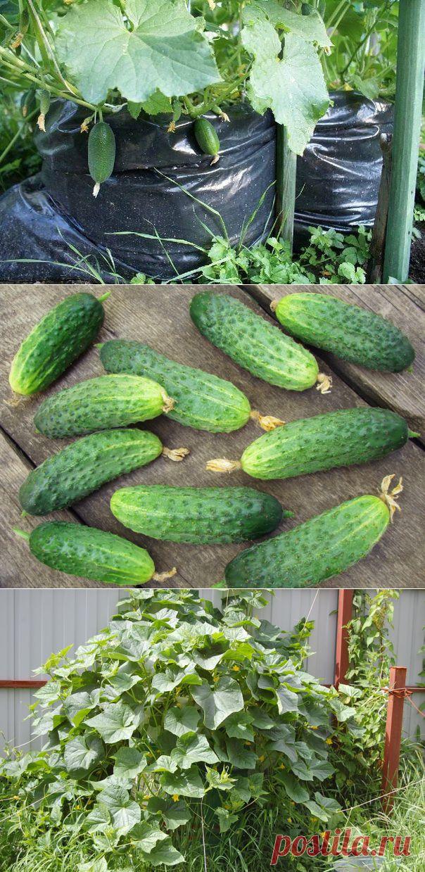 Огурцы из мешка - 1000 огурцов на одном квадратном метре | Дачный участок