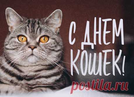 День кошек