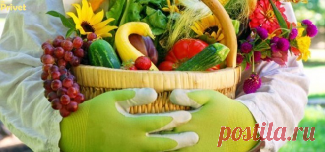 10 ценных секретов для дачи про которые точно не знал