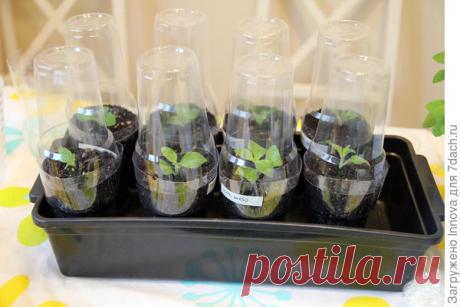 Секреты одноразовой тары для рассады: лучше один раз увидеть!