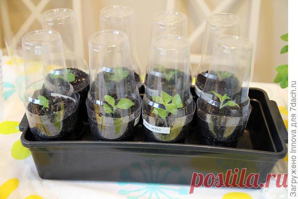 Секреты одноразовой тары для рассады: лучше один раз увидеть!