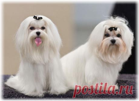 Мальтийская болонка: фото стрижки мальтезе, отзывы, описание породе, характер