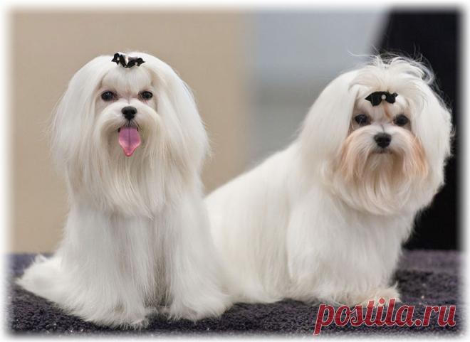 Мальтийская болонка: фото стрижки мальтезе, отзывы, описание породе, характер