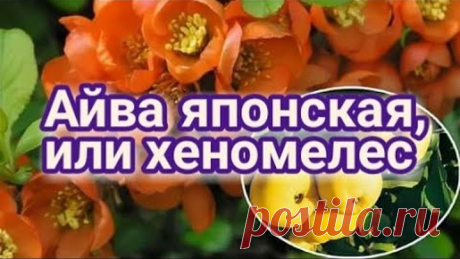 Айва японская, или хеномелес🍋