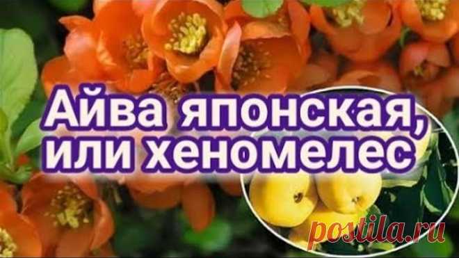 Айва японская, или хеномелес🍋