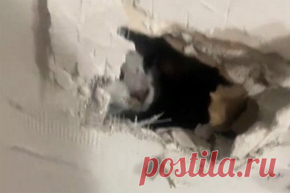 Рабочие замуровали домашнего кота в стене. Жительница американского штата Пенсильвания обнаружила, что ремонтники, штукатурившие стену ее квартиры, случайно замуровали ее домашнего кота. Когда рабочие ушли, хозяйка кота заметила, что его нигде нет. Чтобы освободить питомца, ей пришлось самостоятельно пробить в стене отверстие.