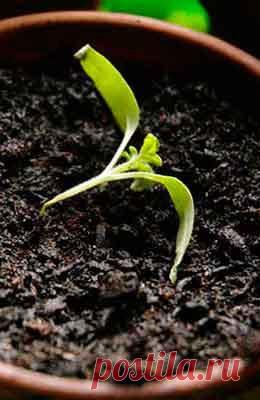 ЕЩЕ РАЗ О ЧЕРНОЙ НОЖКЕ Еще раз о черной ножке=========В ближайшие 20-30 дней основной работой у огородников будет посев и уход за рассадой овощных и цветочных растений. Большинство выращивают ее в комнате, где для нее склад…