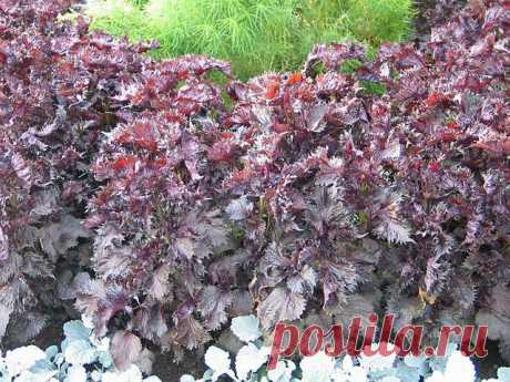 Перилла - пряность со вкусом карамели и ароматом аниса | Дачный участок