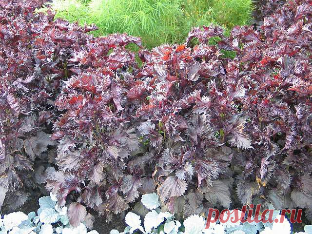 Перилла - пряность со вкусом карамели и ароматом аниса | Дачный участок