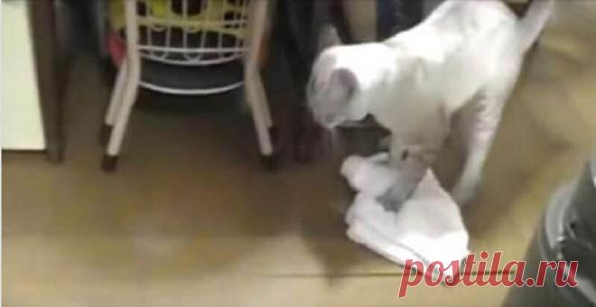 Кот моет пол и смешно ругается на неряшливого хозяина А Вы знаете, какие основные функции кота? Нет? Ну, так вот же они: звуковой индикатор закрытых дверей, сезонный генератор шерсти, виброподогреватель коленей, расчищатель горизонтальных поверхностей от бьющихся предметов, беспощадный утилизатор новогодней мишуры.