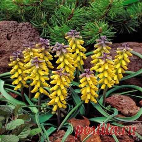 Buy your Muscari macrocarpum Golden Fragrance cheap online at Bulbsdirect - Free delivery