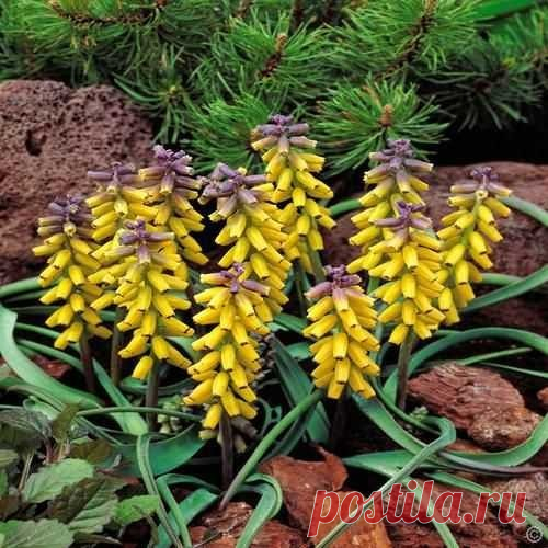 Buy your Muscari macrocarpum Golden Fragrance cheap online at Bulbsdirect - Free delivery