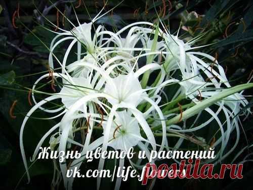 Волшебный цветок - гименокаллис. Правильный уход.