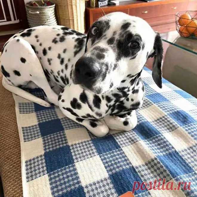 20 собак, которые даже не подозревают, что ведут себя как кошки Пресловутый «феномен утенка», когда вылупившийся из яйца малыш принимает за маму первое увиденное существо, это научно доказанный факт. Он не только у утят есть, но его совершено точно нет у щенков! П...