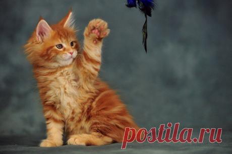 AmbientCat Eclipse, MCO d22 7269292