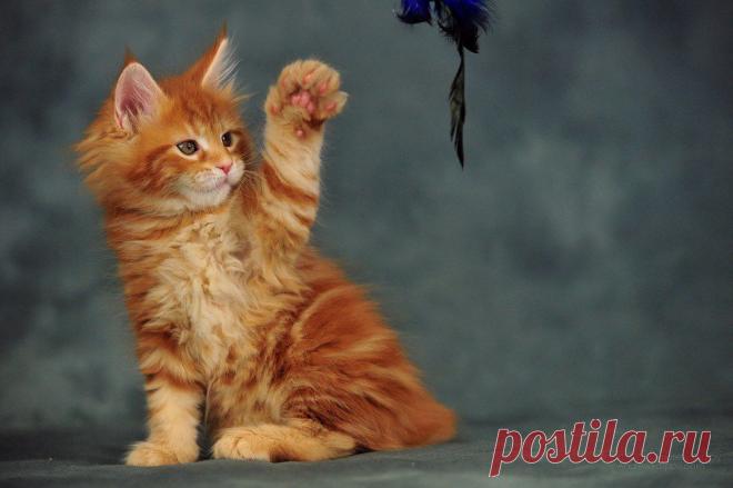 AmbientCat Eclipse, MCO d22 7269292