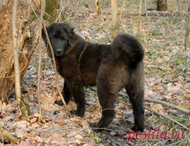 Дюймовочкин сыночек. Обход окружных зарослей.