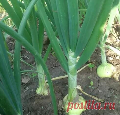 13 особенностей выращивания репчатого лука!